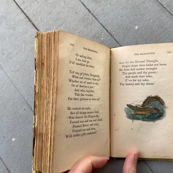 Mary Howitt, The Spider & the Fly, Antique Book, Sketches of Natural History - Picture 2 of 9